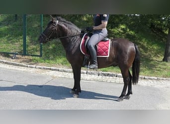 Huzule, Ruin, 4 Jaar, 145 cm, Brauner