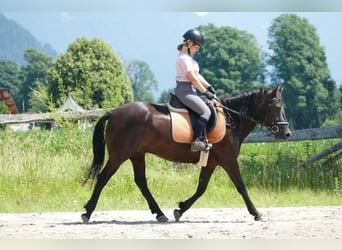 Huzule, Ruin, 4 Jaar, 148 cm, Falbe