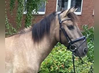 Huzule, Ruin, 5 Jaar, 132 cm, Falbe