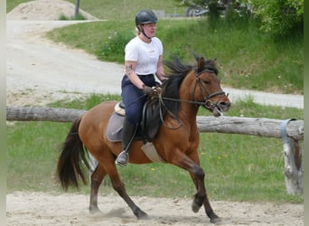 Huzule, Ruin, 6 Jaar, 141 cm, Falbe