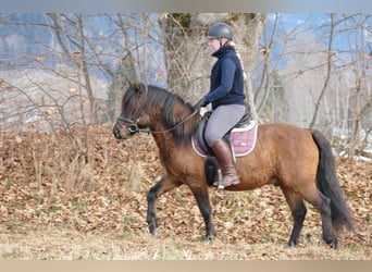 Huzule, Ruin, 6 Jaar, 142 cm, Falbe