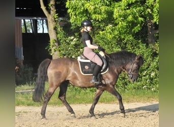 Huzule, Ruin, 6 Jaar, 147 cm, Falbe