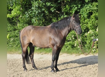Huzule, Ruin, 6 Jaar, 147 cm, Falbe