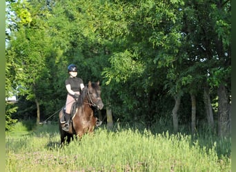 Huzule, Ruin, 6 Jaar, 147 cm, Falbe