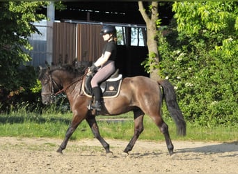 Huzule, Ruin, 6 Jaar, 147 cm, Falbe