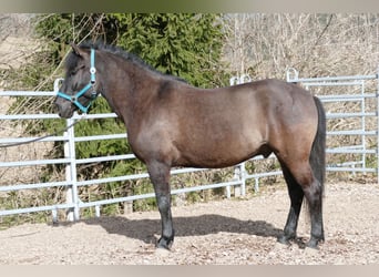 Huzule, Ruin, 6 Jaar, 148 cm, Zwart