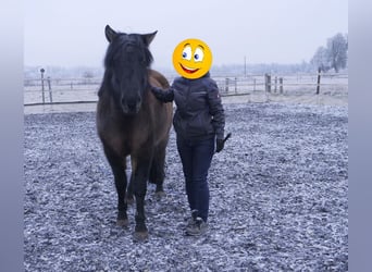 Huzule, Ruin, 7 Jaar, 145 cm, Donkerbruin