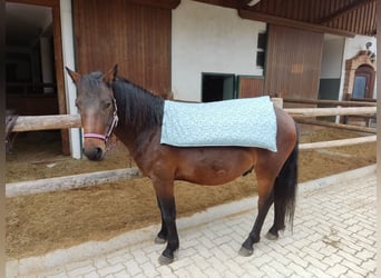 Huzule, Ruin, 8 Jaar, 145 cm, Bruin