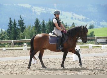 Huzule, Ruin, 9 Jaar, 145 cm, Falbe