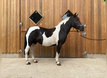 Huzule, Stute, 10 Jahre, 136 cm, Schecke