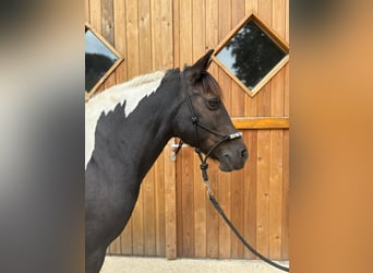 Huzule, Stute, 10 Jahre, 136 cm, Schecke