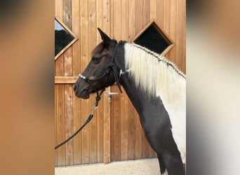 Huzule, Stute, 10 Jahre, 136 cm, Schecke