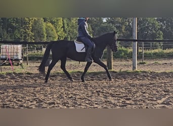 Huzule, Stute, 10 Jahre, 140 cm, Rappe