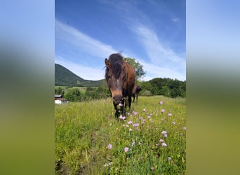 Huzule, Stute, 10 Jahre, 145 cm, Brauner