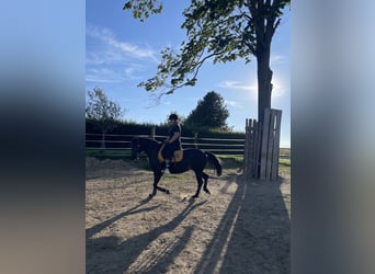 Huzule Mix, Stute, 11 Jahre, 150 cm, Rappe