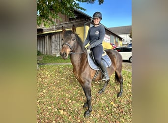 Huzule, Stute, 12 Jahre, 140 cm, Brauner