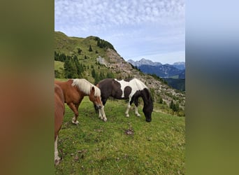 Huzule, Stute, 13 Jahre, 135 cm, Schecke