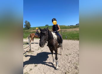 Huzule, Stute, 13 Jahre, 135 cm, Schecke