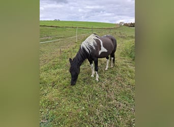 Huzule, Stute, 13 Jahre, 135 cm, Schecke