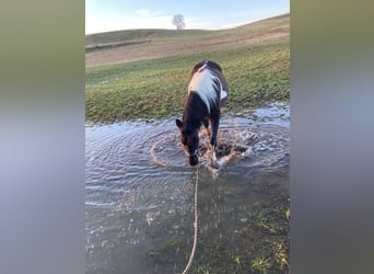 Huzule, Stute, 13 Jahre, 135 cm, Schecke