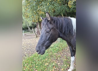 Huzule, Stute, 13 Jahre, 135 cm, Schecke