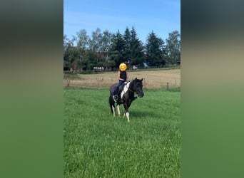Huzule, Stute, 13 Jahre, 135 cm, Schecke