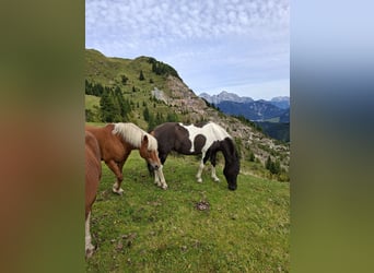 Huzule, Stute, 13 Jahre, 135 cm, Schecke