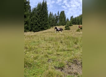 Huzule, Stute, 13 Jahre, 135 cm, Schecke