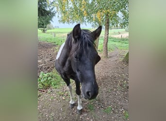 Huzule, Stute, 13 Jahre, 135 cm, Schecke