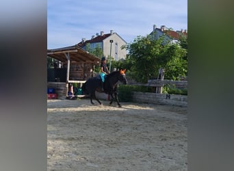 Huzule, Stute, 13 Jahre, 138 cm