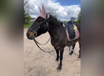 Huzule Mix, Stute, 13 Jahre, 148 cm, Rappe