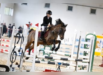 Huzule Mix, Stute, 15 Jahre, 146 cm, Brauner