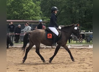Huzule, Stute, 18 Jahre, 130 cm, Brauner