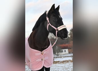 Huzule Mix, Stute, 18 Jahre, 145 cm, Rappe