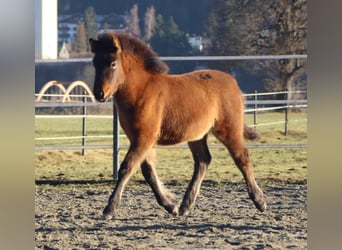 Huzule Mix, Stute, 1 Jahr, 140 cm, Brauner