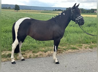 Huzule Mix, Stute, 3 Jahre, 138 cm, Schecke
