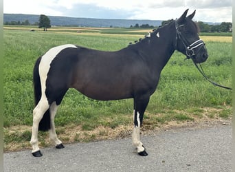 Huzule Mix, Stute, 3 Jahre, 138 cm, Schecke