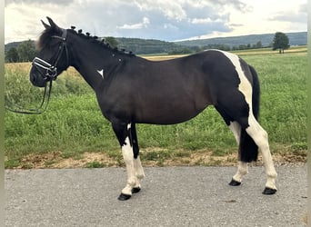 Huzule Mix, Stute, 3 Jahre, 138 cm, Schecke