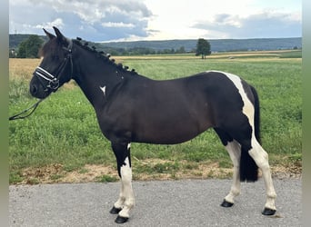 Huzule Mix, Stute, 3 Jahre, 138 cm, Schecke