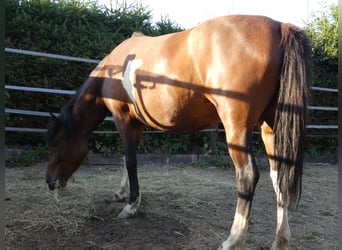 Huzule, Stute, 4 Jahre, 142 cm, Tobiano-alle-Farben