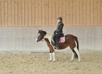 Huzule, Stute, 4 Jahre, 143 cm, Schecke