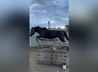 Huzule, Stute, 5 Jahre, 135 cm, Rappe