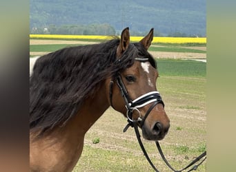 Huzule, Stute, 5 Jahre, 140 cm, Schecke