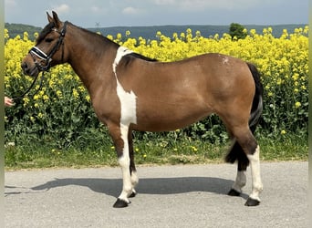 Huzule, Stute, 5 Jahre, 140 cm, Schecke