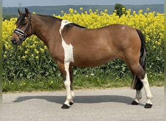 Huzule, Stute, 5 Jahre, 140 cm, Schecke