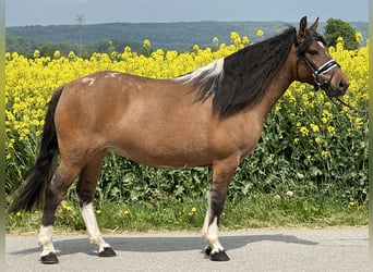 Huzule, Stute, 5 Jahre, 140 cm, Schecke