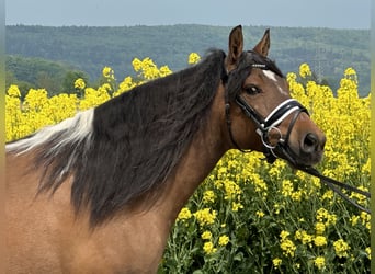 Huzule, Stute, 5 Jahre, 140 cm, Schecke