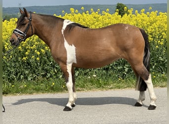 Huzule, Stute, 5 Jahre, 140 cm, Schecke