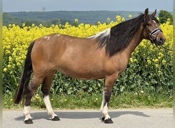Huzule, Stute, 5 Jahre, 140 cm, Schecke