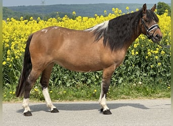 Huzule, Stute, 5 Jahre, 140 cm, Schecke